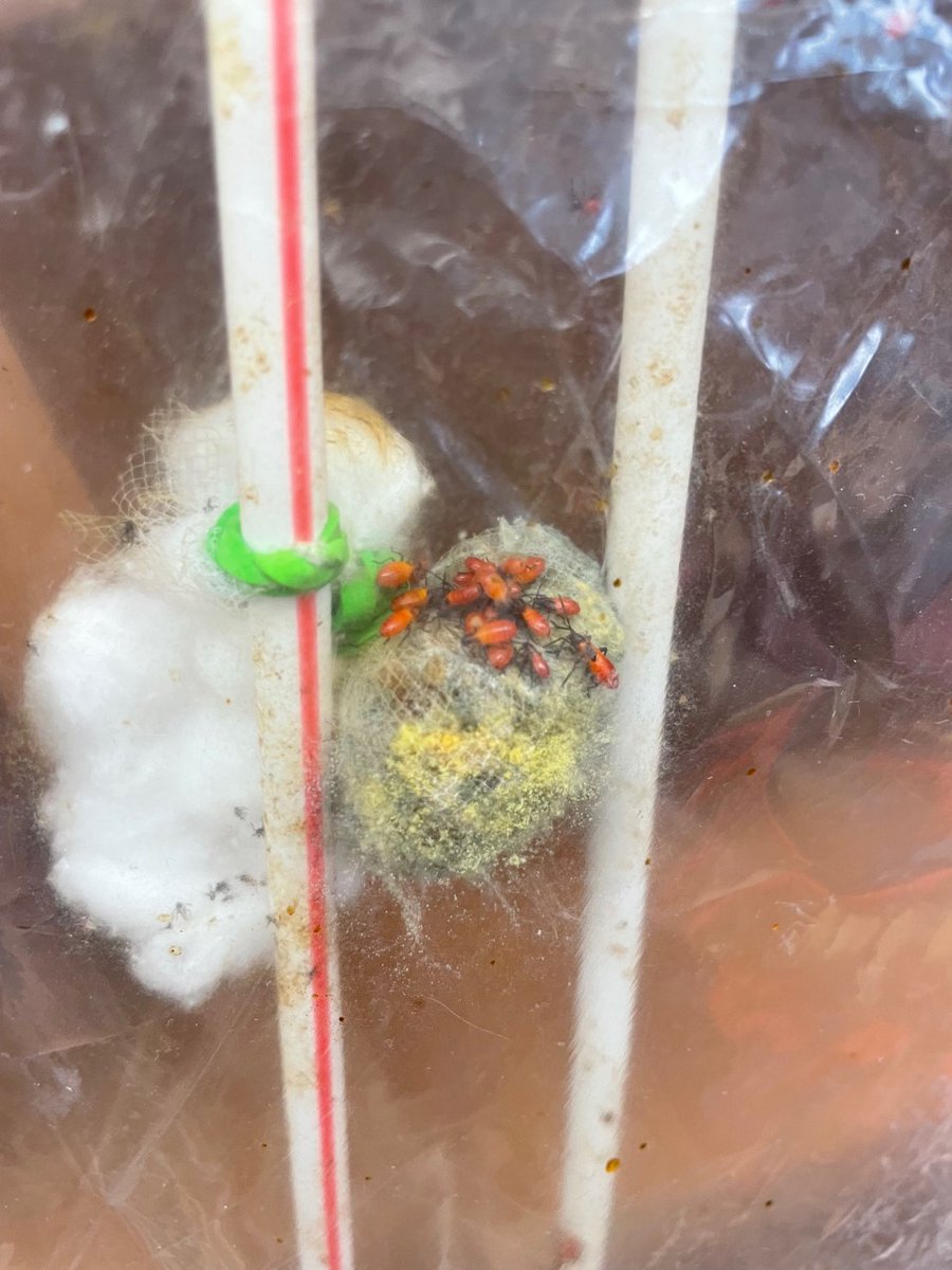 MrsLong_PAS's tweet photo. Monday brought lots of surprises in our insect habitats!! Bigger milkweed bugs, darkling beetles &amp; 9 butterflies!!! https://t.co/KHlMhyOszJ