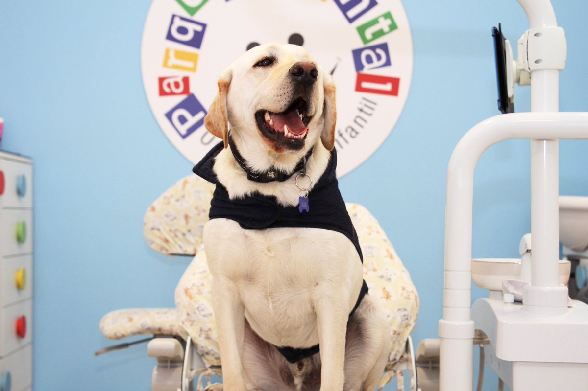 This is Aldo. He is Ecuador’s first dental assistant dog. He’s an emotional support pup with special skills that allow him to stay with children during their appointments. He helps reduce their stress, increase their trust in the dentist, and reinforce their self-esteem. 14/10