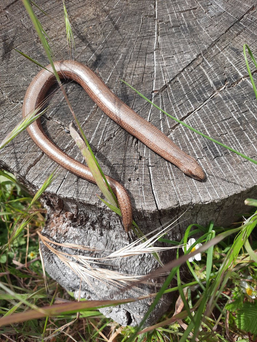 StMichaels_CE's tweet photo. How many school fields can boast they have slow worms and lesser stag beetles? Larvae of a lesser stag beetle, fungus weevil, &amp; a beautiful brimstone moth. Fantastic exploring for years 4 &amp; 5 this afternoon. Thanks @RoyalHolloway @RHULScience https://t.co/FS6qRqEZPY