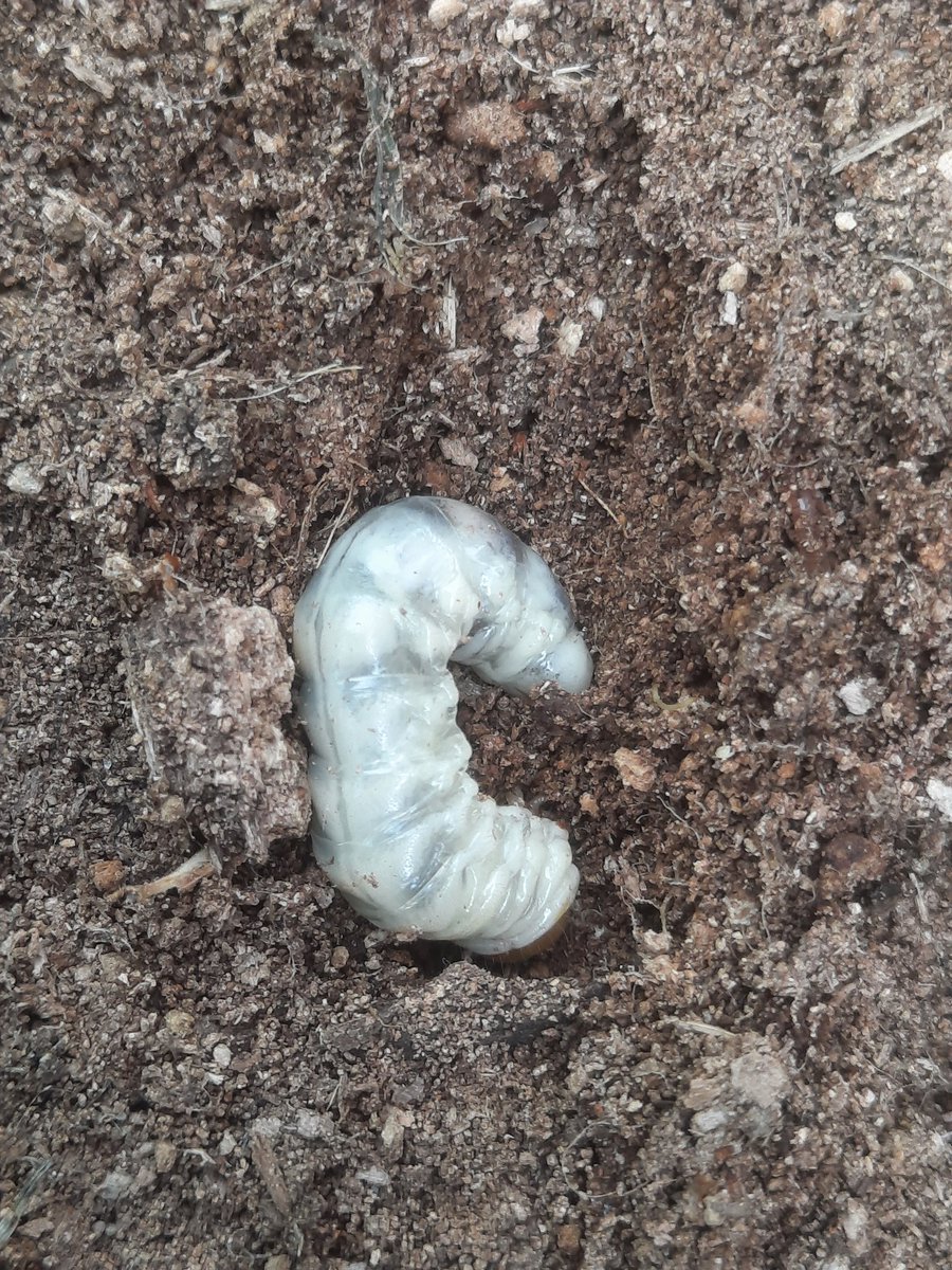 StMichaels_CE's tweet photo. How many school fields can boast they have slow worms and lesser stag beetles? Larvae of a lesser stag beetle, fungus weevil, &amp; a beautiful brimstone moth. Fantastic exploring for years 4 &amp; 5 this afternoon. Thanks @RoyalHolloway @RHULScience https://t.co/FS6qRqEZPY