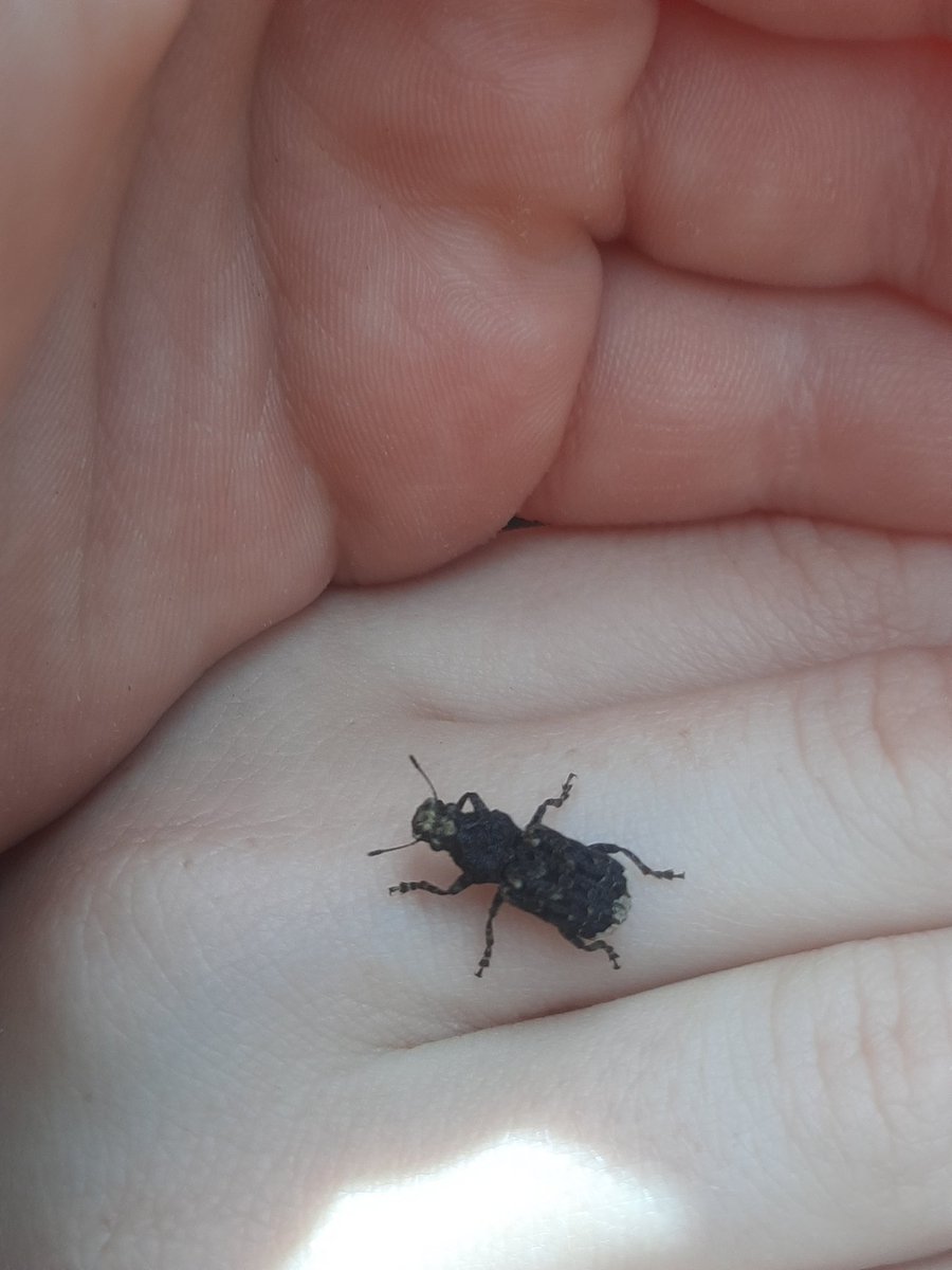 StMichaels_CE's tweet photo. How many school fields can boast they have slow worms and lesser stag beetles? Larvae of a lesser stag beetle, fungus weevil, &amp; a beautiful brimstone moth. Fantastic exploring for years 4 &amp; 5 this afternoon. Thanks @RoyalHolloway @RHULScience https://t.co/FS6qRqEZPY