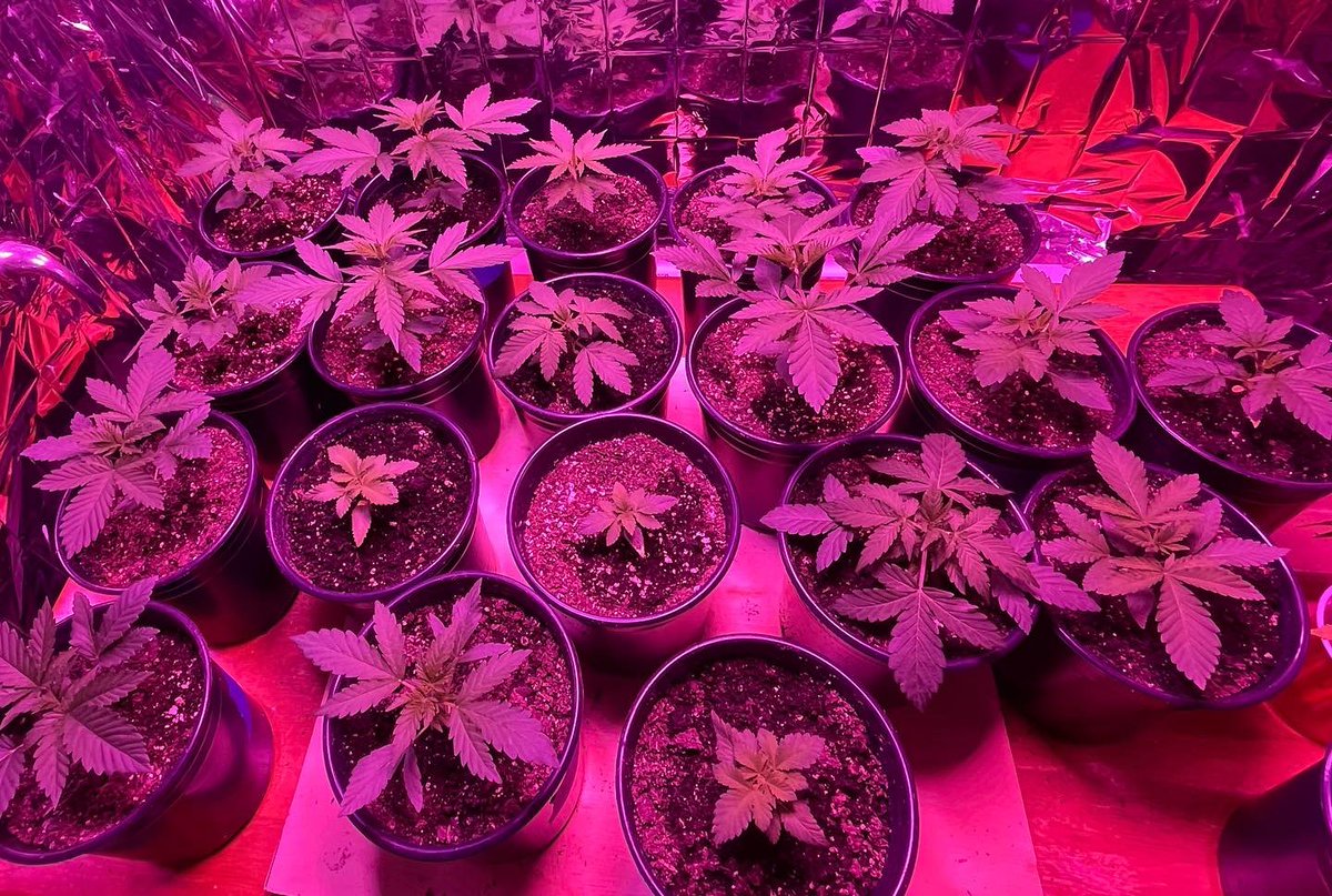MamaGrass420's tweet photo. 21 day old babies ready for their first feeding. Outdoor phenos, #Shiskaberry and #PurpleMrNice from @pacificseedbank.  #FemaleFarmers #WomenThatGrow #SheGrows #NorcalFarms #MendocinoFarms #DNACrew #Cannabis #Hemp #Indica #Sativa #Hybrid #Mota #Ganja #CannabisHealsMedicineKills https://t.co/sJ7A0dBNCa