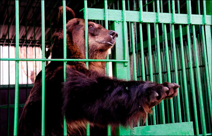 ashishrajpoot's tweet image. चिड़ियाघर एक ऐसी जगह होती है, जहाँ सारे कैदी बेगुनाह होते हैं।