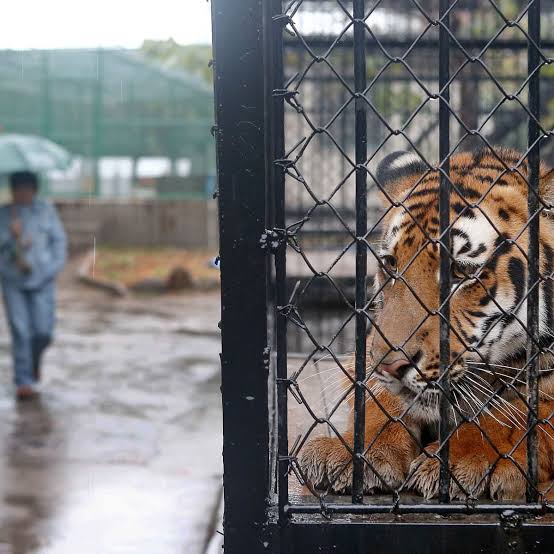 ashishrajpoot's tweet image. चिड़ियाघर एक ऐसी जगह होती है, जहाँ सारे कैदी बेगुनाह होते हैं।