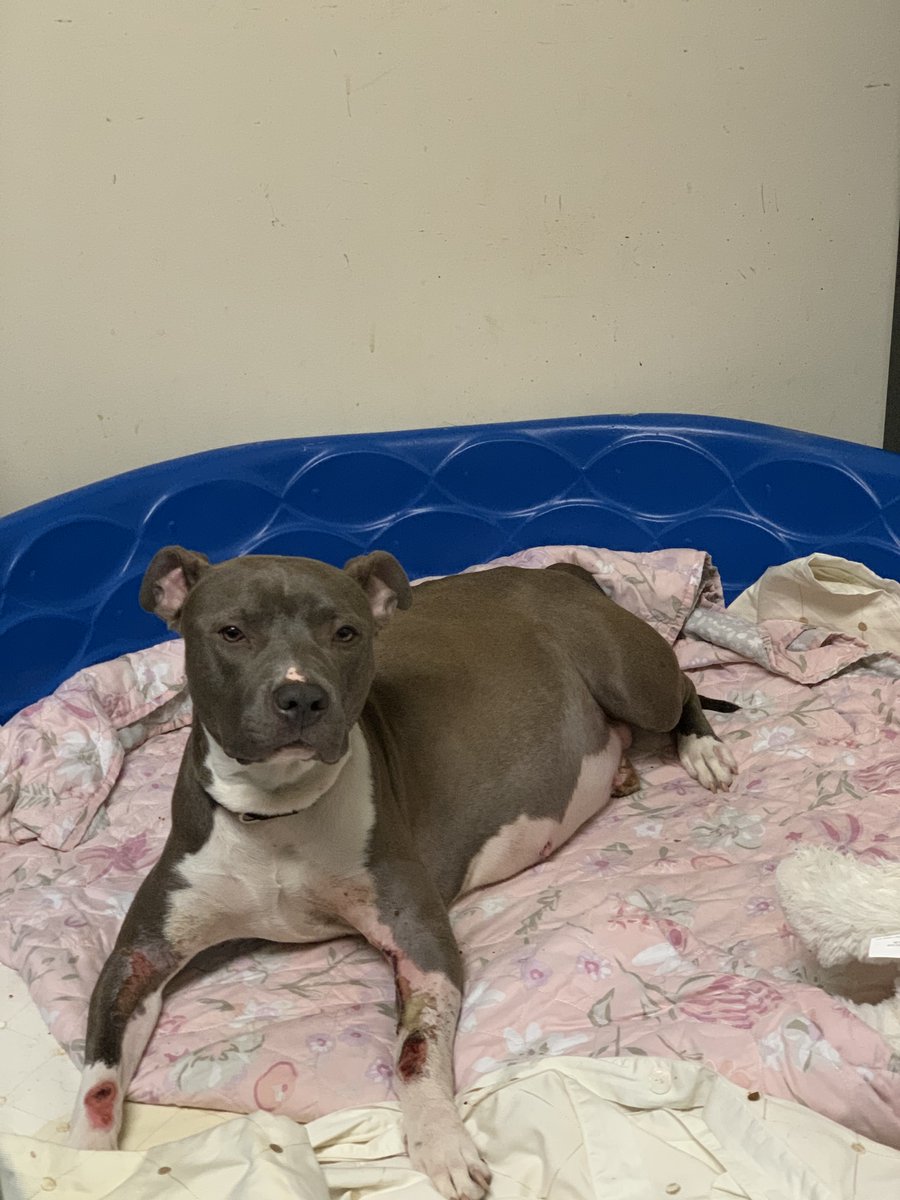 BrandywineSPCA's tweet photo. Poor Freya suffered severe lacerations after being hit by a car. Not only that, this mama is due to give birth any day now. She's is in need of a soft place to land while her wounds heal and to raise her babies. Please email kortiz@bvspca.org if you are able to foster Freya. https://t.co/wpbwpBblPh