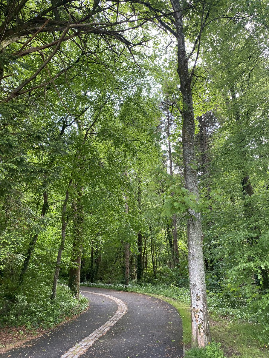 jackiemcguin's tweet photo. A very humid walk this morning, not the best idea when trying to teach straight after 🙈 New remembrance garden being built in #Cleveragh day 1233 of #1300daysofwalking #365crew #LoveSligo #DoorlyPark https://t.co/KqWEq7RNaW
