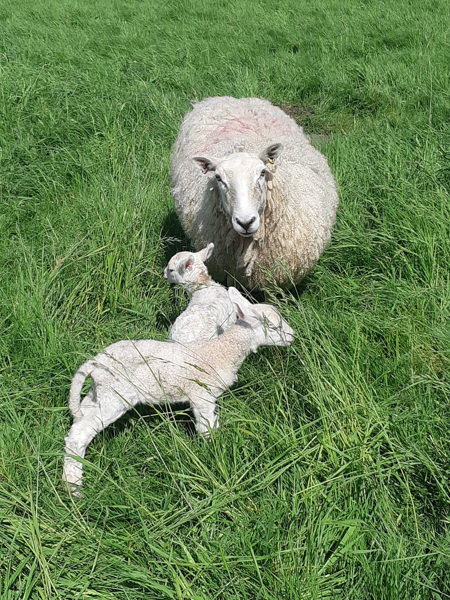 Smallshoot_Sid's tweet photo. 🙈🤣🤣🤦‍♂️ all the pro's are still having lambs 8 weeks in I'm sure... https://t.co/ayyhtDxROi