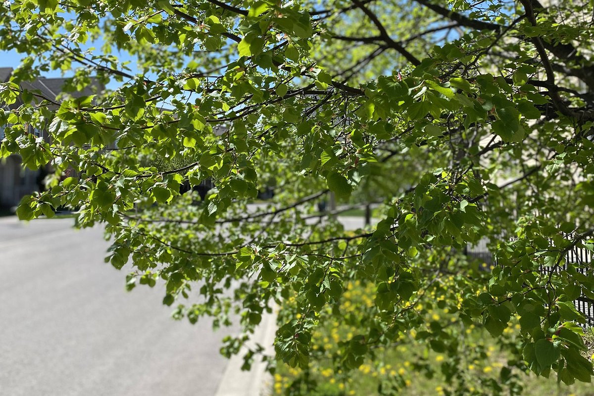 Leo Chan | Innovation & LEGO® SERIOUS PLAY® Expert tweet media