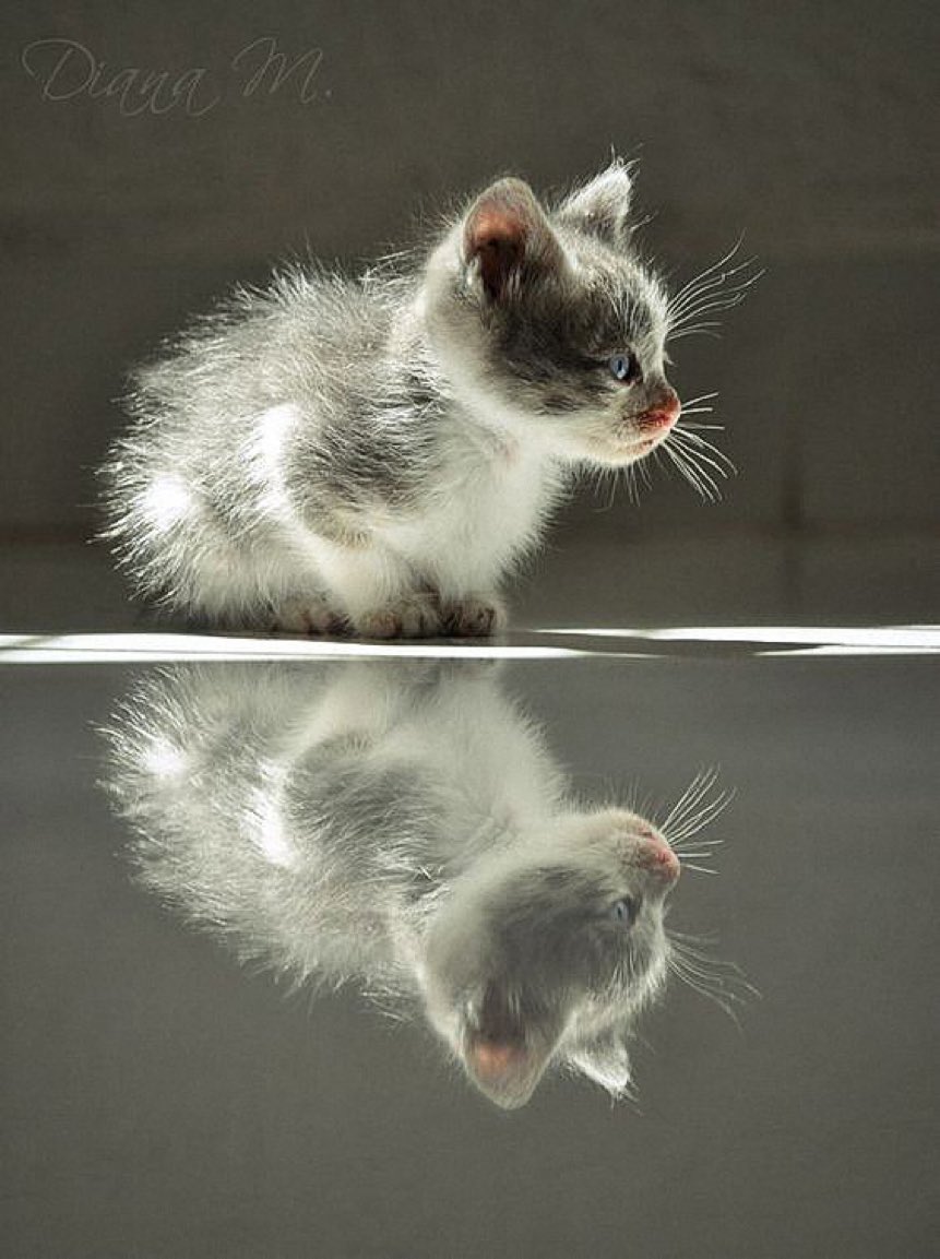 Отражение котенка