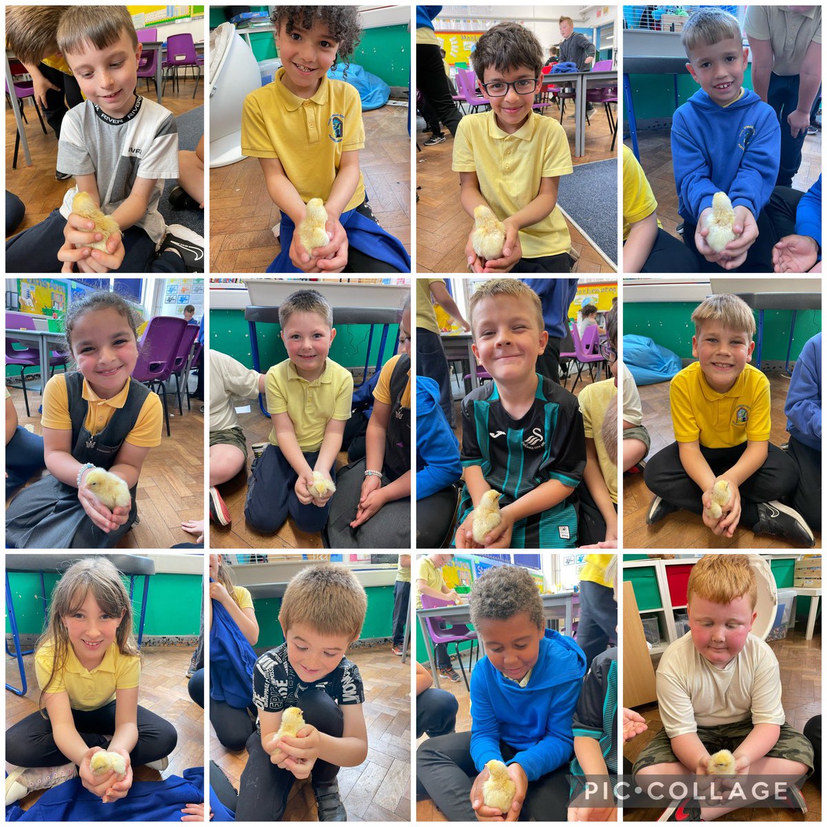 portmeadp's tweet photo. We met our first chick that’s hatched in Year 3/4 today 🥰🐥 #pmdphwb #pmdpst #pmdpy34 https://t.co/7jpgJlsMun