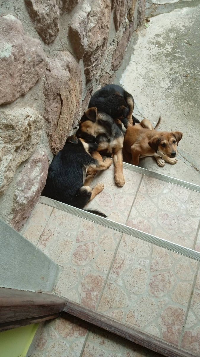 Tararatamara's tweet photo. Cao cao, moja baka je nasla za Uskrs 4 steneta i resila da ih skloni sa ulice. Sad je doslo vreme da ih udomimo. Baka ce zadrzati jedno, ostale 3 crne devojcice su za udomljavanje. Tviter do your thing 🎉🌺
Info DM ili 0641277272 https://t.co/XzlHhJIbM7