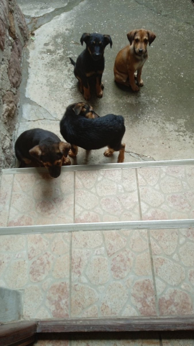 Tararatamara's tweet photo. Cao cao, moja baka je nasla za Uskrs 4 steneta i resila da ih skloni sa ulice. Sad je doslo vreme da ih udomimo. Baka ce zadrzati jedno, ostale 3 crne devojcice su za udomljavanje. Tviter do your thing 🎉🌺
Info DM ili 0641277272 https://t.co/XzlHhJIbM7