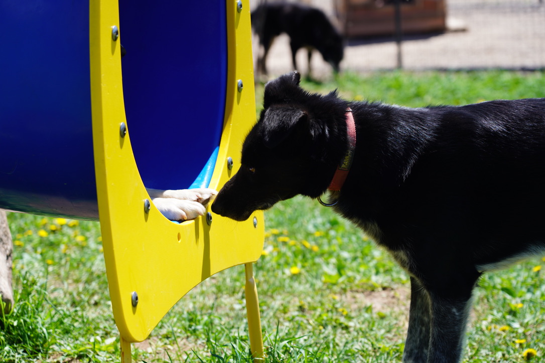 Why Do Dogs Feet Smell Like Cool Ranch Doritos