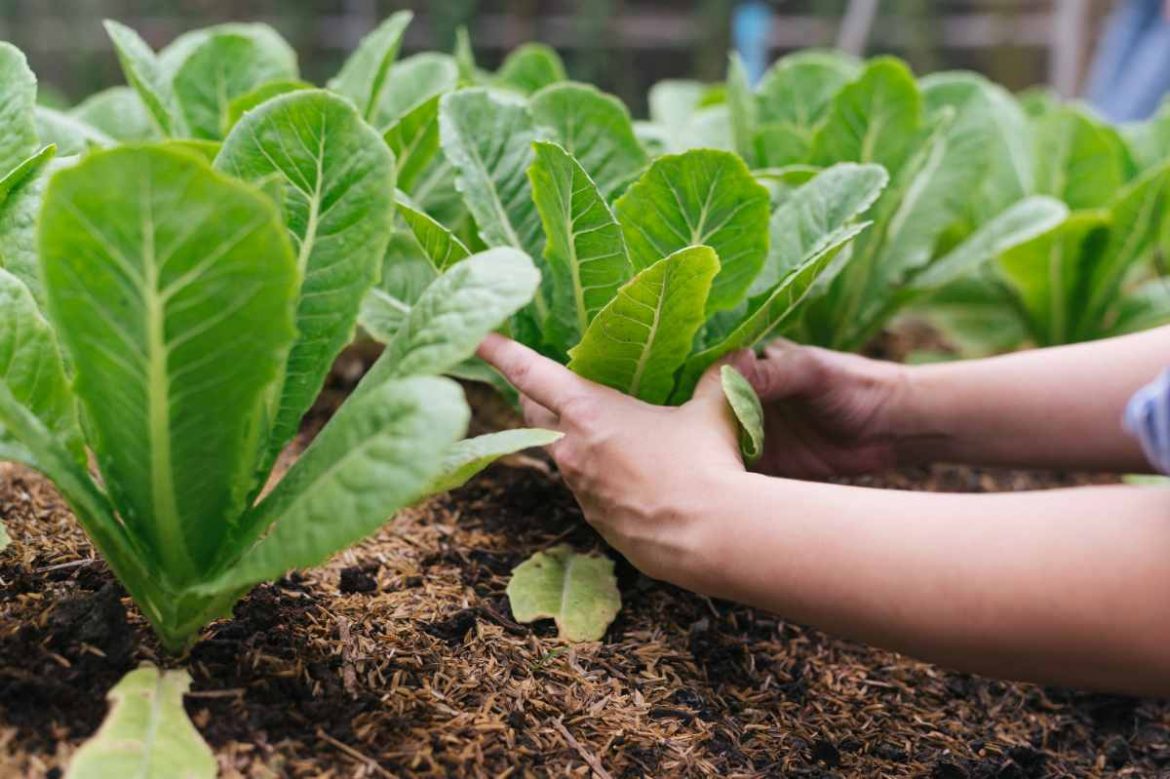 aytodebadajoz's tweet photo. 🥬Badajoz tendrá nuevos #huertosurbanos municipales.
Estarán ubicados en el barrio de #LasMoreras, y serán de uso público y abierto a todos los vecinos de la ciudad.
✅Esta actuación está prevista en el último #PlanImpulso de Badajoz, con una inversión de 80.000€. https://t.co/tPoG1mcPI8