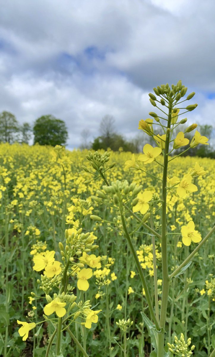 BrennaVyn's tweet photo. Seeing some good looking #wintercanola in West Grey today hitting that 10-20% flower stage. There has been some great progression since I was last in these fields a few days ago #OntAg https://t.co/Mqyo1VqL1R