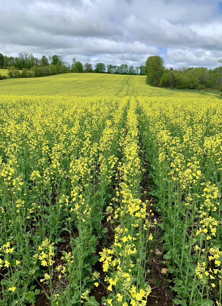 BrennaVyn's tweet photo. Seeing some good looking #wintercanola in West Grey today hitting that 10-20% flower stage. There has been some great progression since I was last in these fields a few days ago #OntAg https://t.co/Mqyo1VqL1R