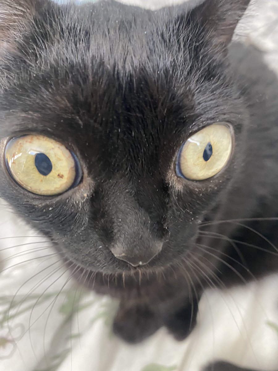 good morning jinx good morning jinx good morning jinx