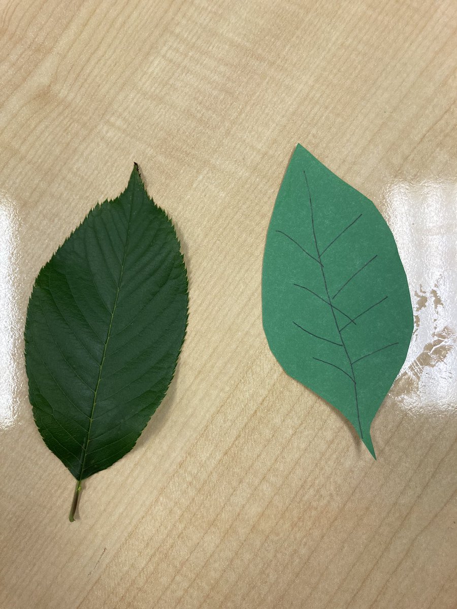 CDaviesEDU's tweet photo. Living things have cells! We looked a paper leaf and a leaf from a plant in a microscope and compared it to a picture of a plant cell. We talked about which were the “same” and “different” and which “is” living and “not” living @AttainmentCo @APSscience https://t.co/kLH42ekOD7