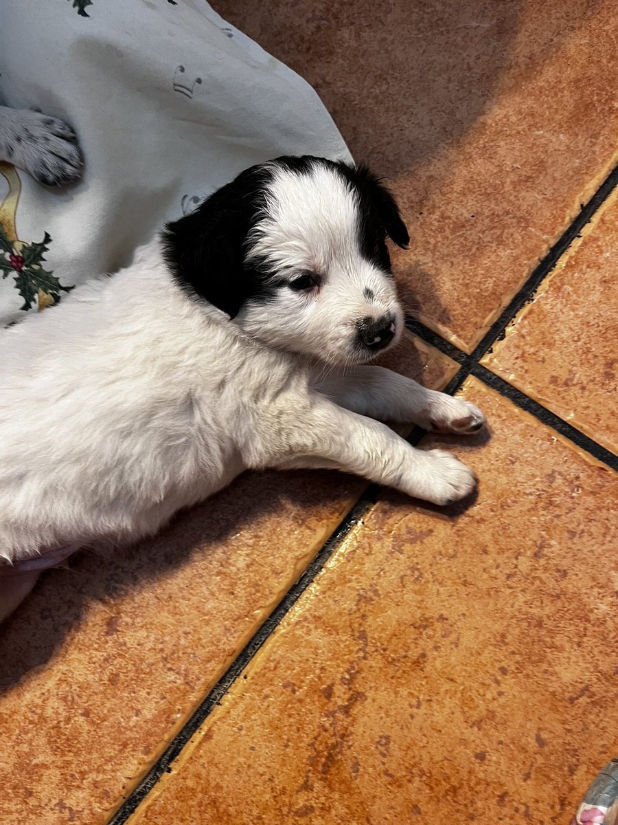 zymar__'s tweet photo. ⭕️ 🐶 CACHORROS EN ADOPCIÓN 

Encontrados abandonados al lado de la basura. Son macho (blanco) y hembra (negra) Creemos que tamaño mediano-grande.

Provincia de CUENCA, pero los podemos llevar a MADRID. 

RT porfi e interesados MD 🥺 https://t.co/AH4TurN48e