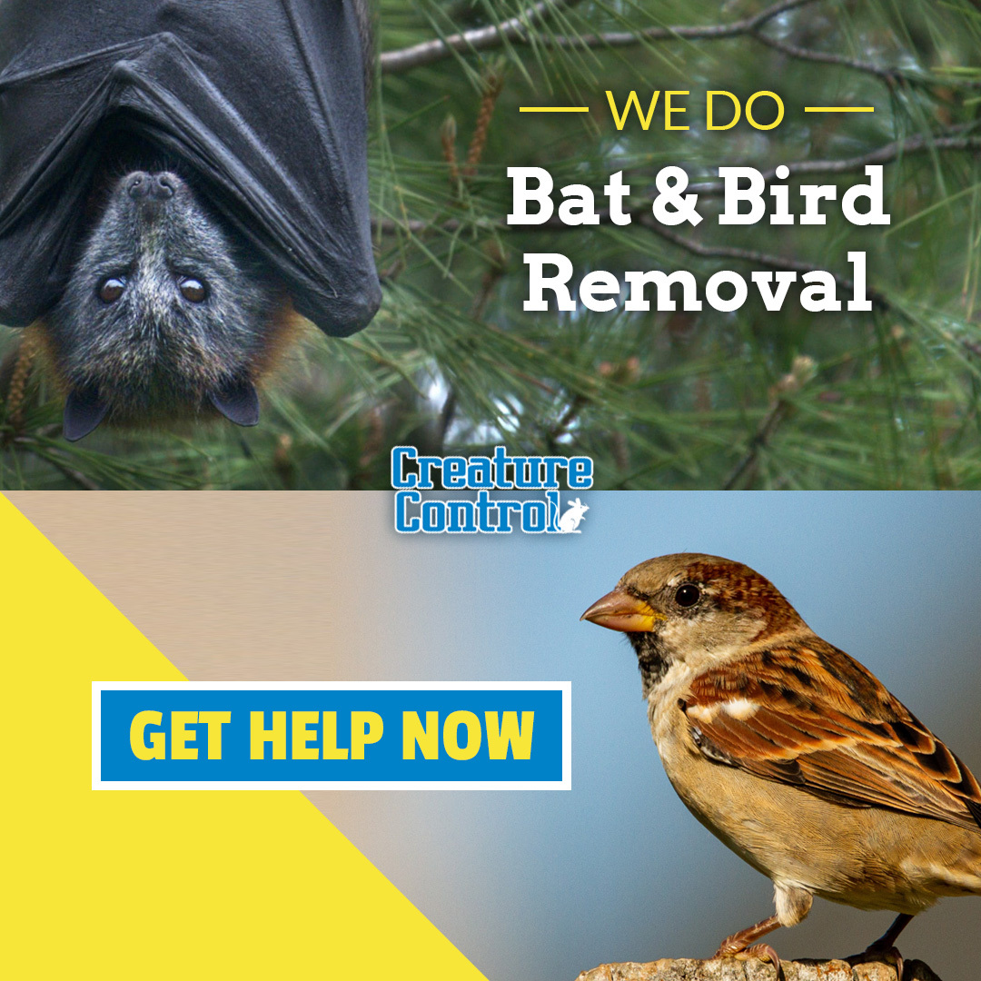 CreatureContro1's tweet image. Has a flying pest found its way into your attic? For inspection, removal, cleanup, and preventive services, call Creature Control today!  

📲Call for a free estimate: (800) 441-1519
📅Schedule an appointment: creaturecontrol.net/contact