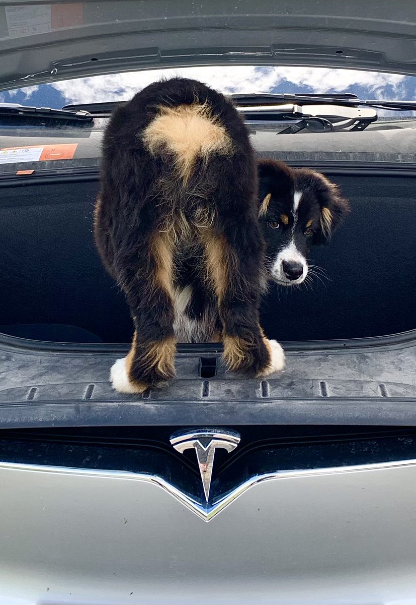 Eneli_To's tweet photo. It looks like my dog needs a Tesla @elonmusk 🙄 https://t.co/wUaITa6Dn5