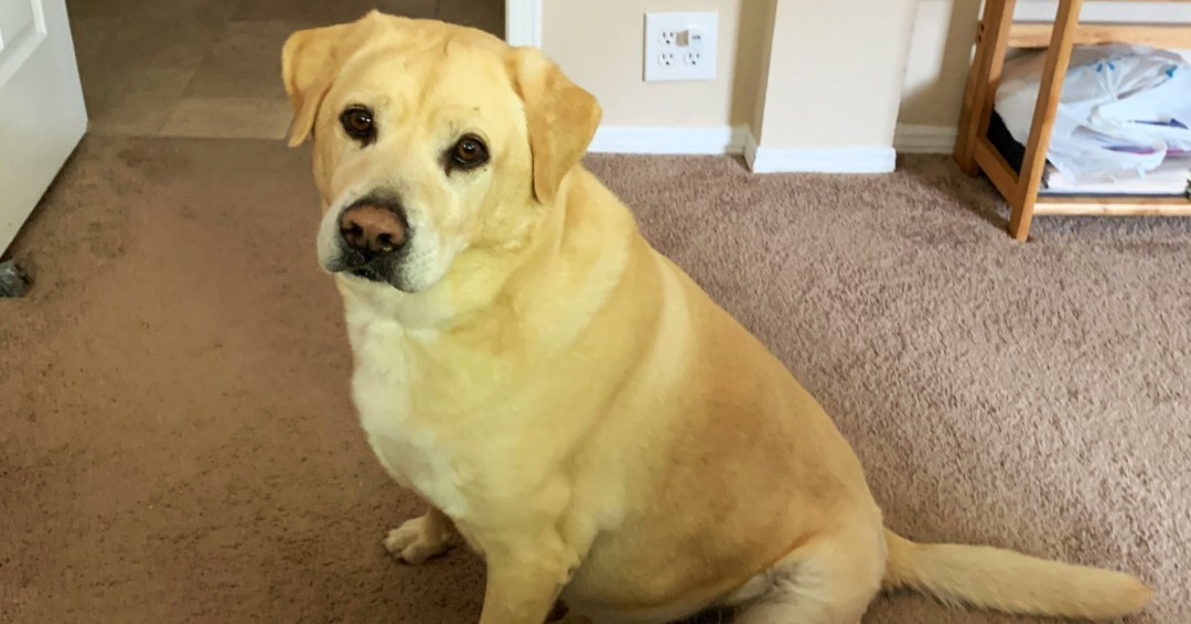 ForTheLoveAlex's tweet photo. Muffin is his mom's only companion. Muffin has two softball-sized masses in his groin area that affect his ability to urinate properly. His mom lost her husband and Muffin is all she has. Surgery is costly. Please help: https://t.co/hZsdxDMhsH

#fortheloveofalex #dog #labrador https://t.co/mTz87mdjaZ