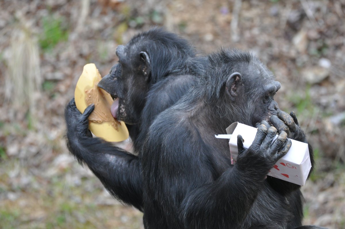 projectchimps's tweet photo. Happy 25th Birthday #LBChimpππ! She is one of the more dominant females in her group alongside best friends #BabsChimp and #SkyChimp. While staying overnight to monitor another group member, caregivers observed LB and Babs spooning while they slept! #HAPPYBIRTHDAY! https://t.co/AfPmihJ4es