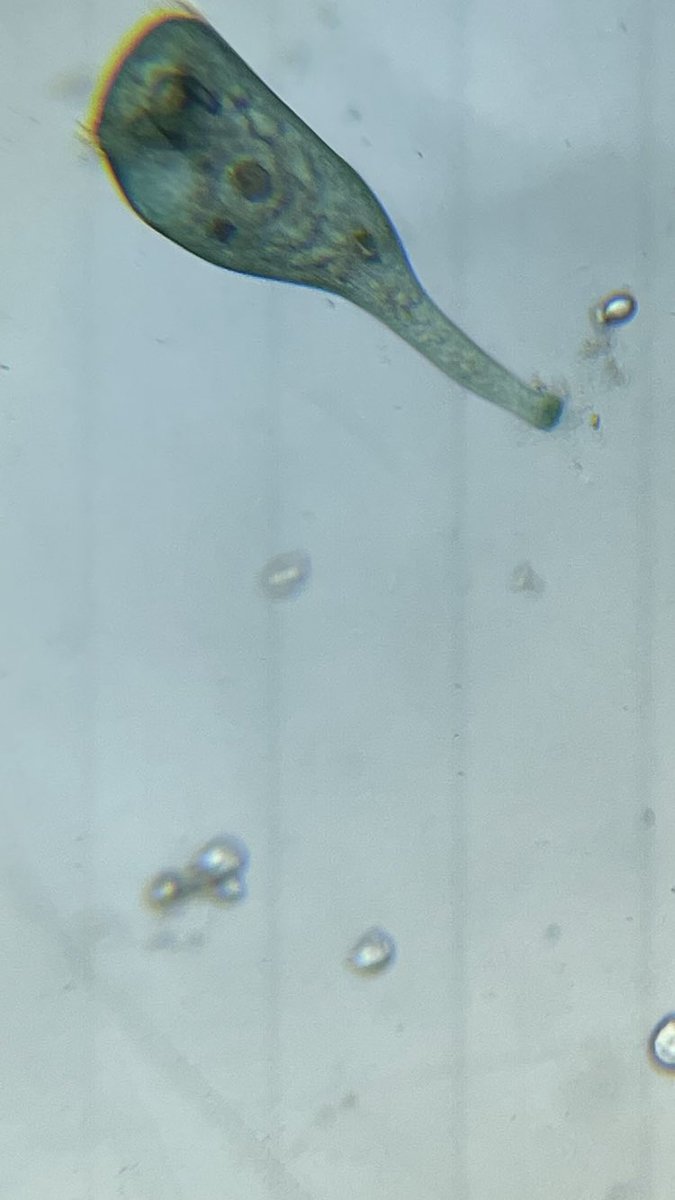 JMSKraus's tweet photo. @JMSKraus Looking for protists! Finding lots of different organism in our quest! @NISDJefferson @NISDMSScience https://t.co/rBcBKLwbfM
