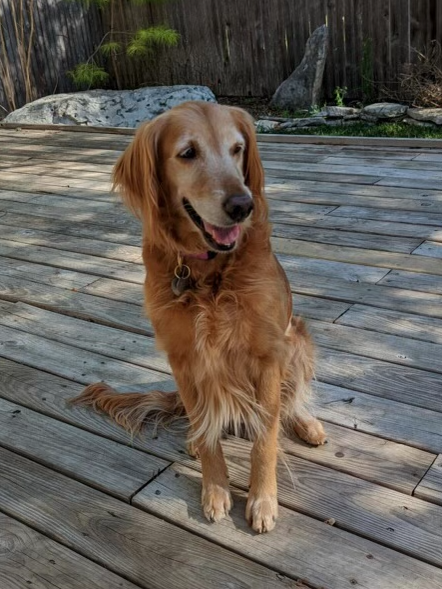 Gold Ribbon Rescue tweet media