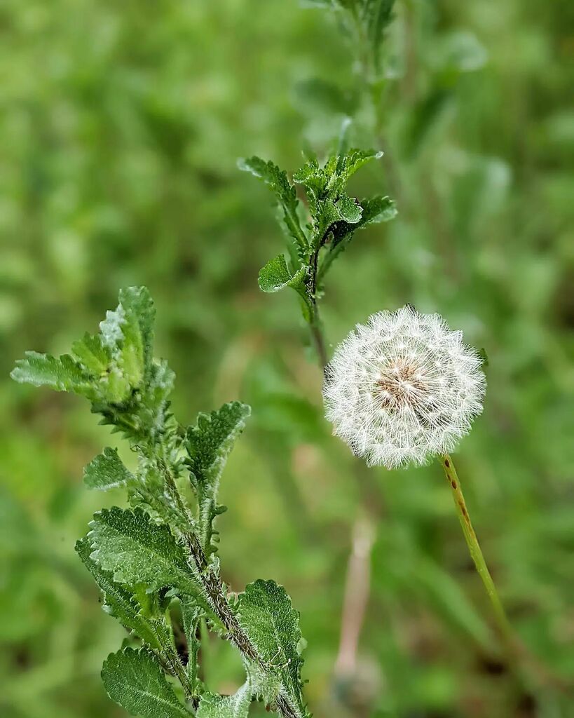 suecartwright's tweet photo. Dandelions, like all things in nature, are beautiful when you take time to pay attention to them. June Stoyer #dandelion #puffball #flowers #wildflower #wildpatch #wild #seeds #nature #life https://t.co/Udg8CjwkAv https://t.co/fNQfAyjiej