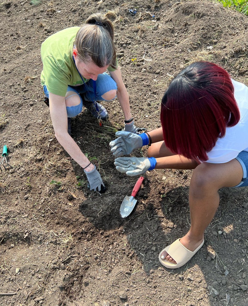 walnut_way's tweet photo. Last week, North Division students helped our environmental team in the gardens! The group planted corn seeds and once the corn comes up, they will plant beans and peas that will grow on the sturdy corn stalks.
#lindsayheights #environmentalstewardship #walnutway #urbanag https://t.co/Rgn8ZPqBuO
