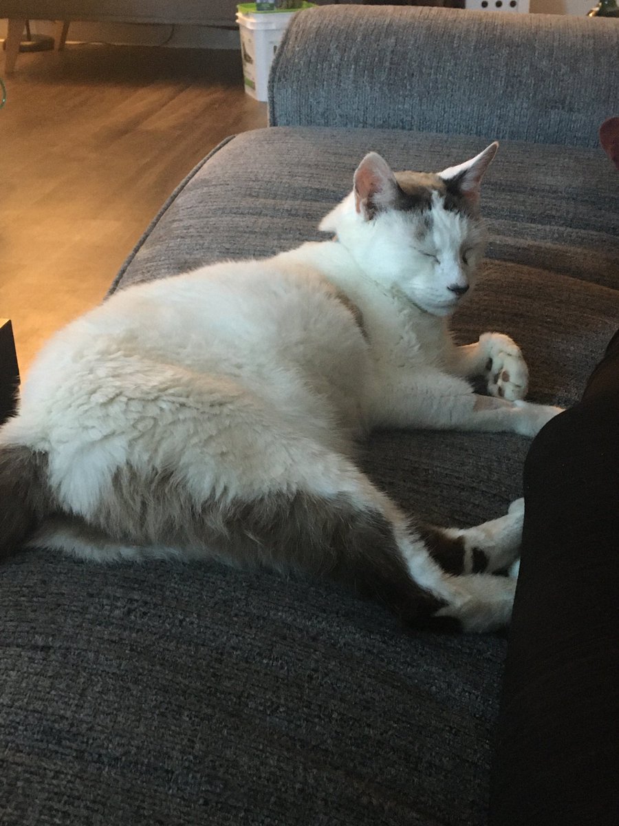 shinyclefairy's tweet photo. i miss you and i love u always kito❣️ https://t.co/FE9deezPt1