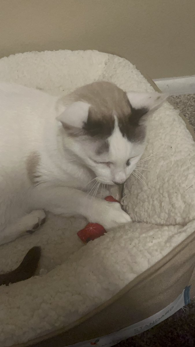 shinyclefairy's tweet photo. i miss you and i love u always kito❣️ https://t.co/FE9deezPt1