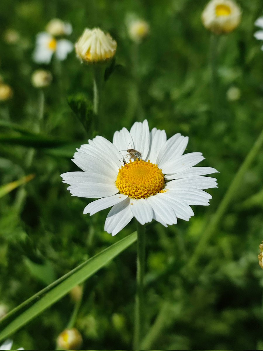 simonazorochka's tweet photo. New day, new identified #plant 🤗
Sure, U call it camomile, 
but it's Anthemis austriaca 
#FLOWERFLOWER #flowerphotography #herbs #NaturePhotograhpy #naturelovers #NatureBeauty #naturelover #NaturePhotograhpy https://t.co/XmImgnr1qU