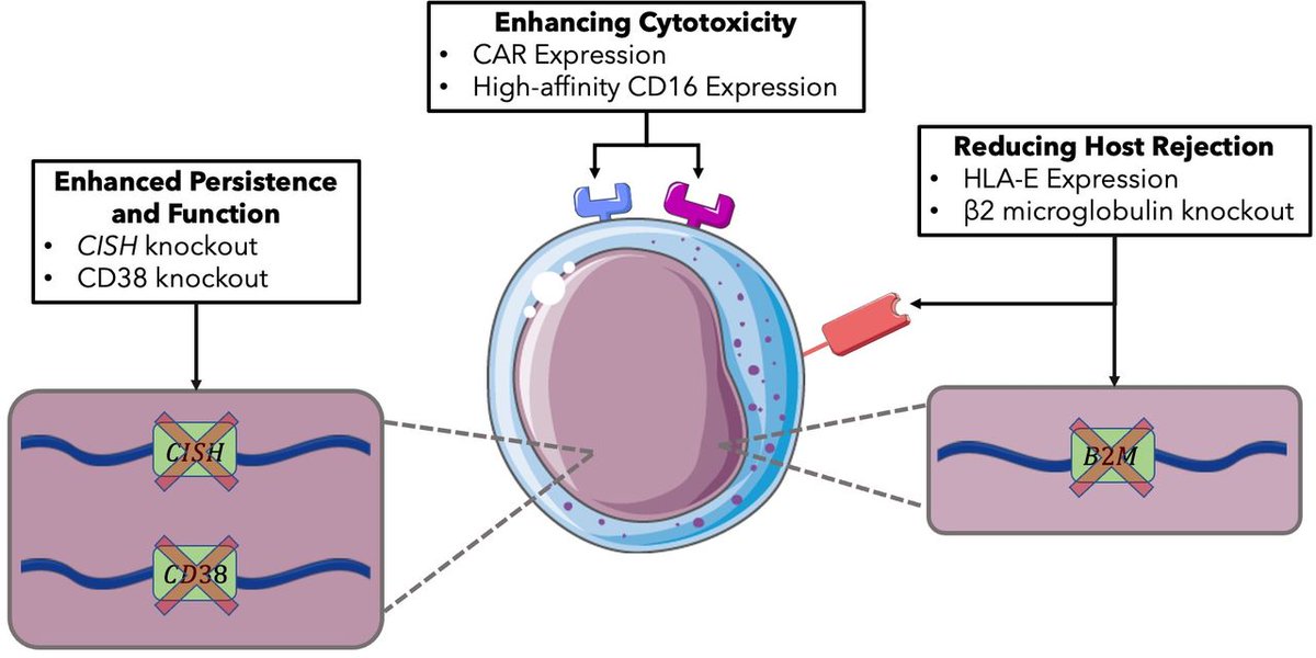 New #JITC review: Emerging NK cell therapies for cancer and the promise of next generation engineering of iPSC-derived NK cells bit.ly/3wqoR5m <a href="/JohnSunwooMD/">John B. Sunwoo, M.D.</a>