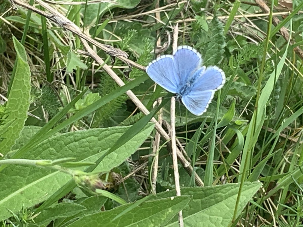 maneltahull's tweet photo. Mariposas 🦋 en el Pirineo. Papallones 🦋 del Pirineu #pirineudelleida @aralleida #butterflay #papillon #farfalla #tximeleta #schmetterling #bolboreta #pirineus #pirineos #pyrenees https://t.co/UCEdX1K1Nz