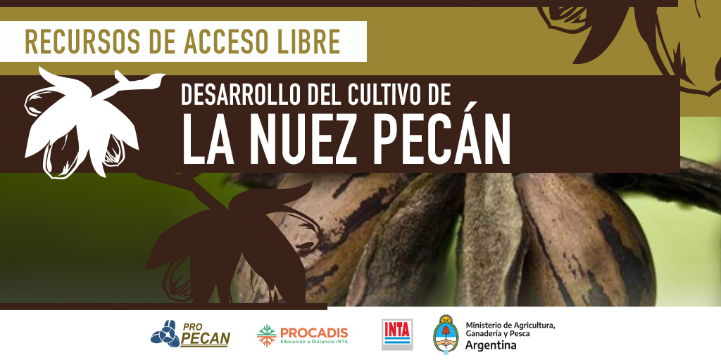 intaprocadis's tweet photo. La #NuezPecan es un #alimento muy nutritivo por su alto valor proteico, producto natural de alta calidad y delicioso sabor con contenidos de #Calcio, #Potasio, #Fósforo, #Hierro y #Vitaminas.
🤓 Recurso de acceso libre
👨🏻💻 Autogestionado
👉🏼 https://t.co/0rNsBfmfMT
#PROCADIS https://t.co/0VifJuYyUJ