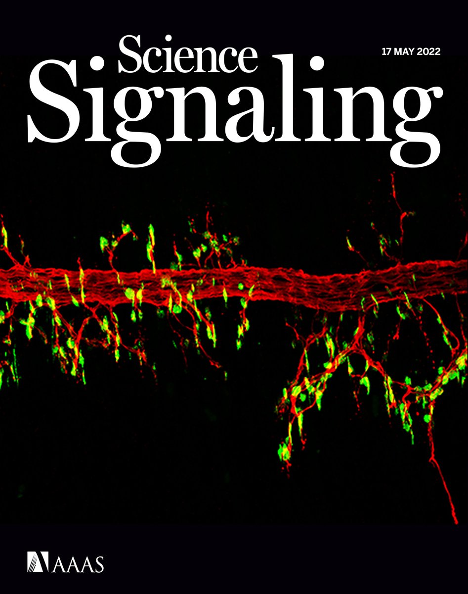 Experiments in mice demystify neuromuscular “highways” critical to muscle function, how osmotic stress can directly activate an inflammatory form of cell death, and more in this week’s new issue of Science Signaling. fcld.ly/a0u9yax