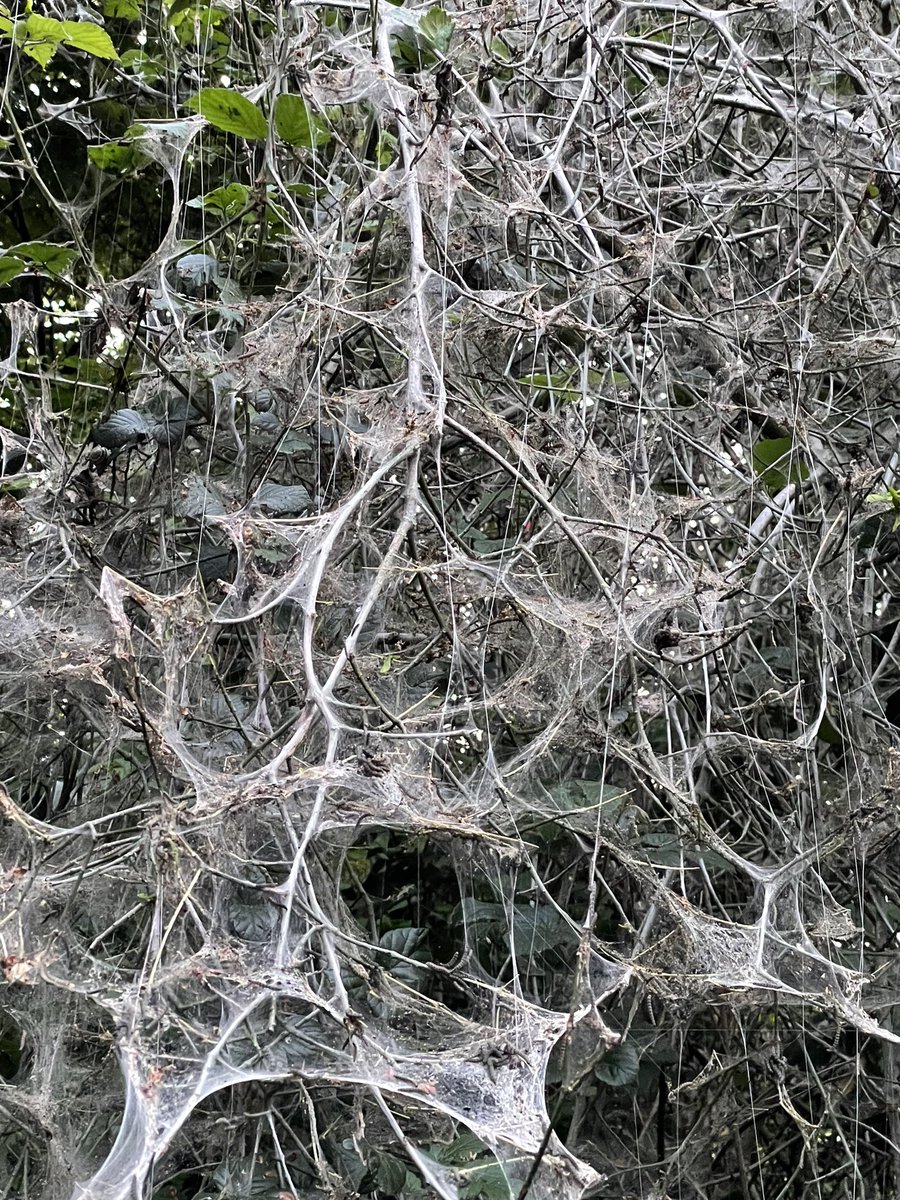#WildCardiffHour #wildcardiff #outdoors #stmellons #cardiff #nature #caterpillar #erminecaterpillar