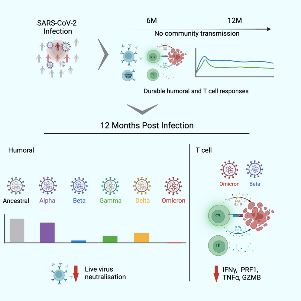 Eric Topol (@erictopol) on Twitter photo The problem with Omicron mild infections escaping both adequate antibody and T-cell response, and vulnerability to reinfections
cell.com/cell-reports-m… <a href="/CellRepMed/">Cell Reports Medicine</a> <a href="/Dr_Banika/">Branka Grubor-Bauk</a> <a href="/UniofAdelaide/">Uni of Adelaide</a> The problem with Omicron mild infections escaping both adequate antibody and T-cell response, and vulnerability to reinfections
cell.com/cell-reports-m… <a href="/CellRepMed/">Cell Reports Medicine</a> <a href="/Dr_Banika/">Branka Grubor-Bauk</a> <a href="/UniofAdelaide/">Uni of Adelaide</a>