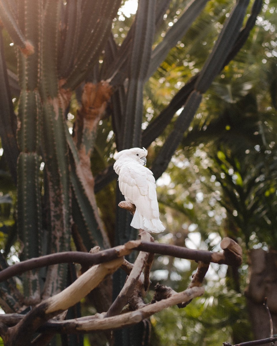 ZoeAkiko's tweet photo. cam at the conservatory 🌿 https://t.co/lkdlYGw3mv