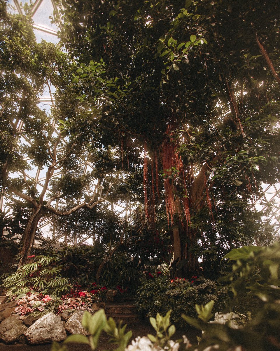 ZoeAkiko's tweet photo. cam at the conservatory 🌿 https://t.co/lkdlYGw3mv
