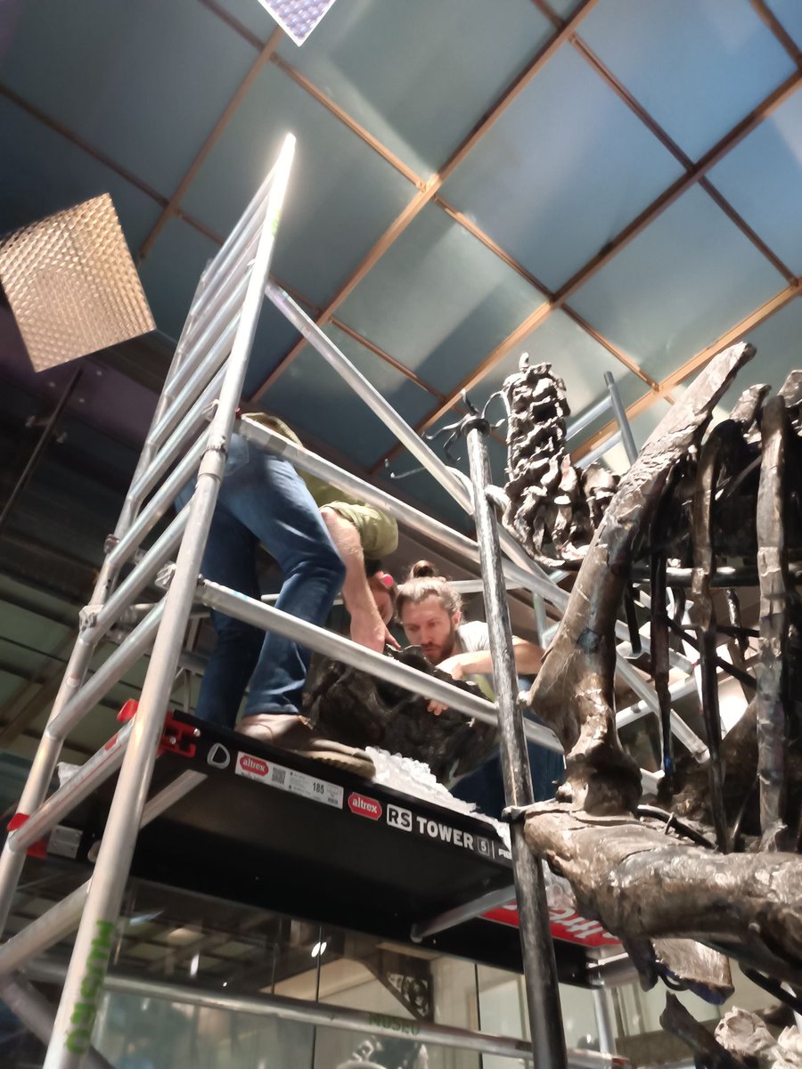 Christophe Mallet (@rhinologue) on Twitter photo After being fully 3D scanned, the holotype of Iguanodon is finally reassembled at the @RBINSmuseum! Putting the skull back in place made us sweat with @ValleeGillette and <a href="/Paleofolk/">Filippo Bertozzo, PhD</a> but we did it! Next stop: Mantellisaurus! After being fully 3D scanned, the holotype of Iguanodon is finally reassembled at the @RBINSmuseum! Putting the skull back in place made us sweat with @ValleeGillette and <a href="/Paleofolk/">Filippo Bertozzo, PhD</a> but we did it! Next stop: Mantellisaurus!