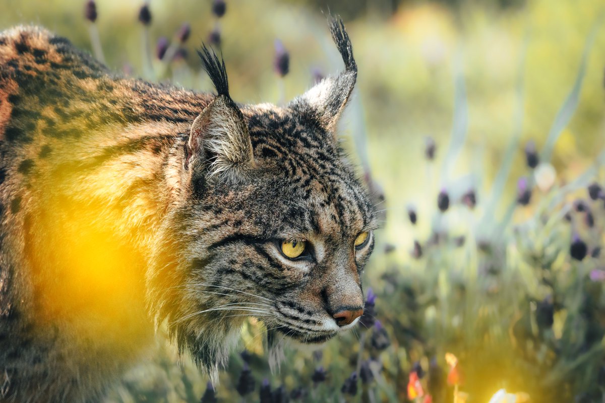 La reconquista del #LinceIbérico llega a Albacete. 

foto.: Uno de mis encontronazos con el animal más bonito de toda la península, en Extremadura.

#Lince #lynx #lynxpardinus