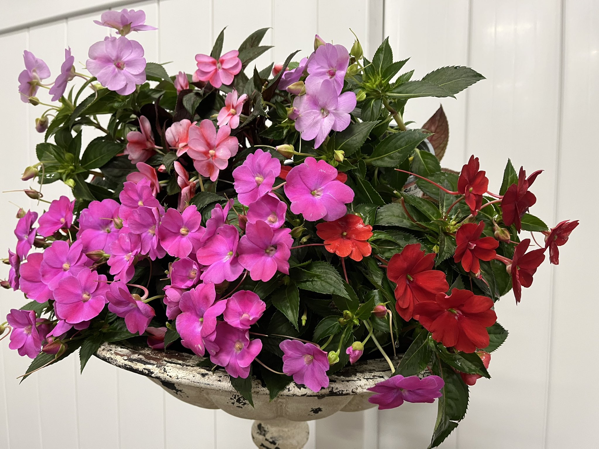 Bell Nursery on Twitter "SunPatiens are the first impatiens that