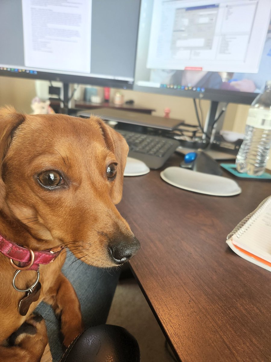 ahansonhd's tweet photo. Best coworker ever! Think we could teach Mabel GP? https://t.co/q8EwnyvsIU