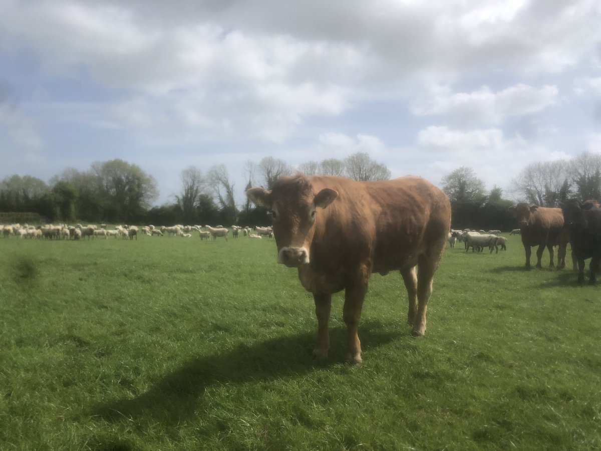 ALANBOHAN's tweet photo. Just 2 more sleeps until the @IrishGrassland sheep conference and farm walk…a fantastic line up of speakers and an excellent farm to visit in the afternoon. Book your ticket on https://t.co/QnV4qVwfxb. Kindly sponsored by @MullinahoneCoop #igasheep #igaevents #teamiga https://t.co/SXkfYDnsGh