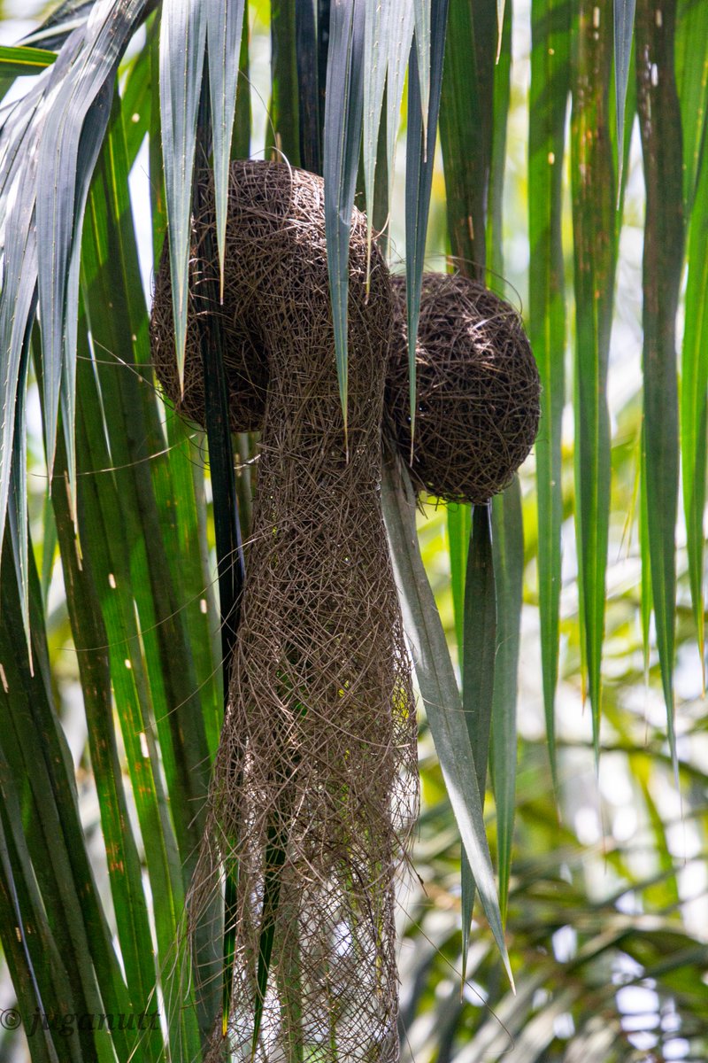 NigeriaBirds's tweet photo. Red vented Malimbe and nest, shot at @LufasiPark ,Lekki Epe exp, Lagos Nigeria during #GlobalBigDay2022 .
#BirdsSeenIn2022 #birdsoflagos #birdsofnigeria #urbanforest #birdwatching #birdphotography #NaturePhotography #nature #malimbe #wildlife #BirdTwitter #bird #conservation https://t.co/AuuwAhktMk
