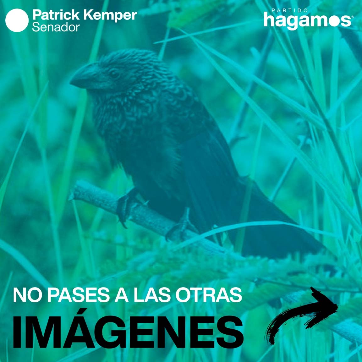patrick_kemper's tweet photo. Recomendamos no ver las siguientes fotos: Alto riesgo de querer apoyar la defensa del Parque Guasú 💪🏻🇵🇾
Gentileza: @Parqueguasupy 📸✨
¡Firma la petición! 🌳🌱
https://t.co/P0rSN5bEgp
#HagamosMás #Hagamos #HagamosPy #ParqueGuasu #SalvemosElParqueGuasu #ElParqueGuasuNoSeToca https://t.co/nzPArn1CEt