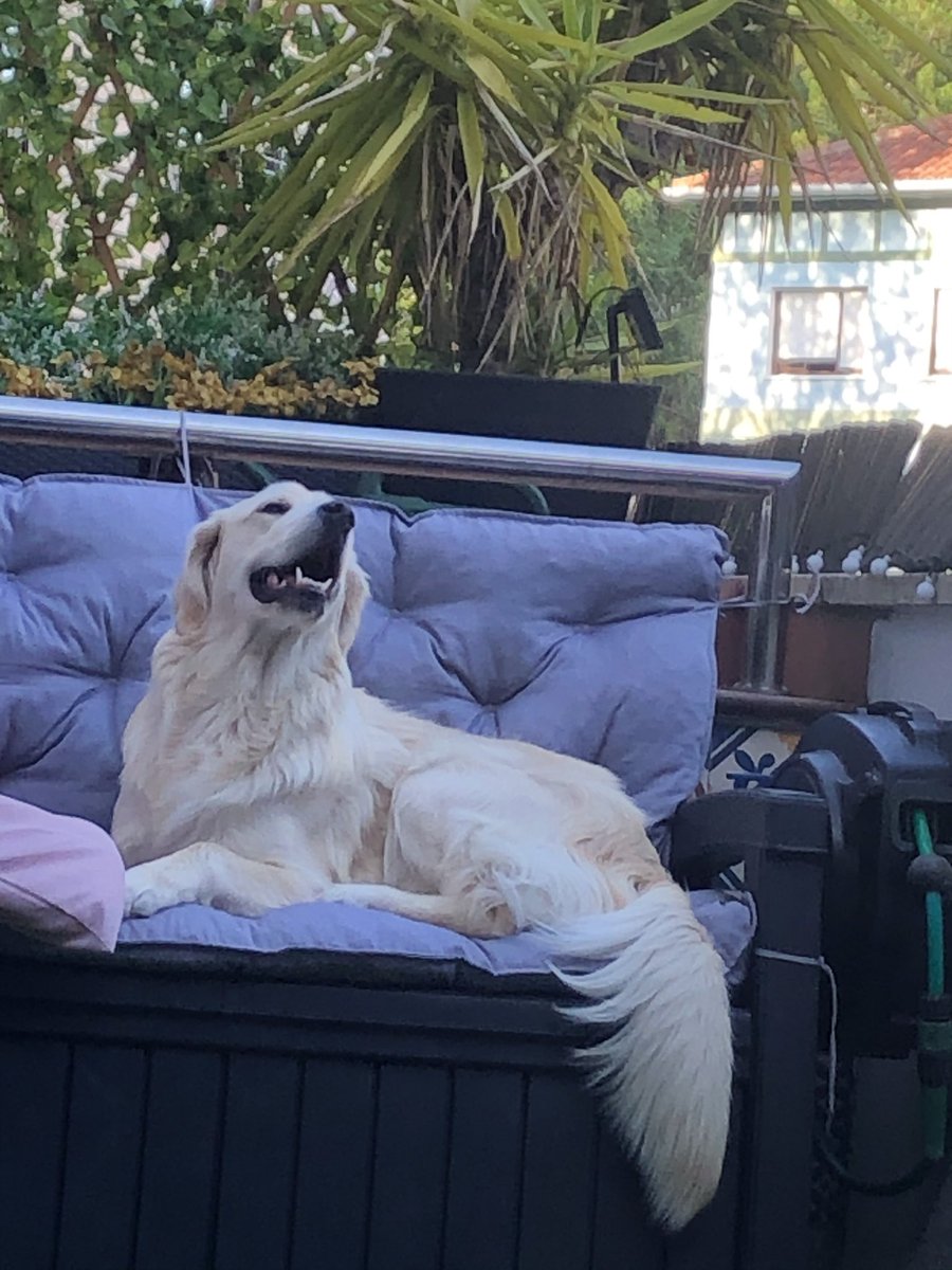 mcandcheese1's tweet photo. Just a happy boy and his couch. https://t.co/xRgNVs0slc